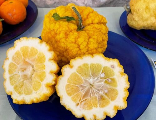 Grazia Fenu Pintori: ricerca, radici e resilienza