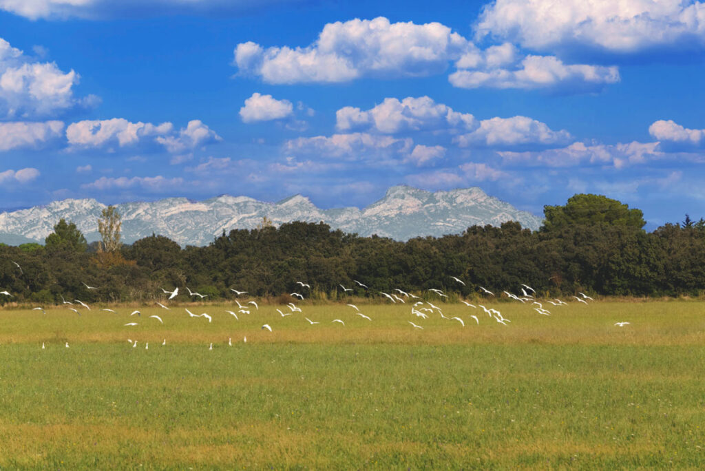 Salon-de-Provence-3-w